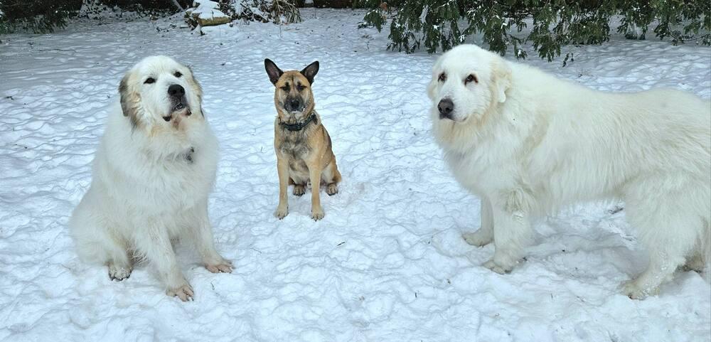 Enlarge Seger, a Adoptable mixed breed in Saginaw, MI image 5/6