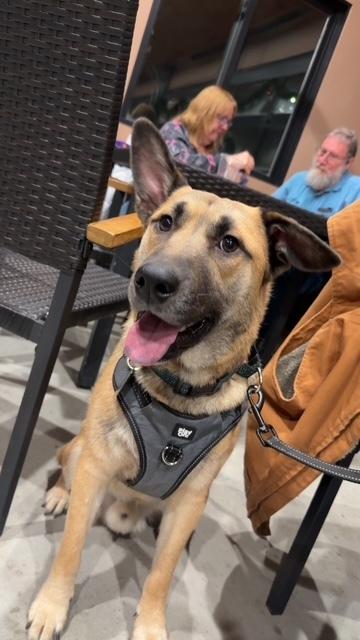 Enlarge Seger, a Adoptable mixed breed in Saginaw, MI image 6/6