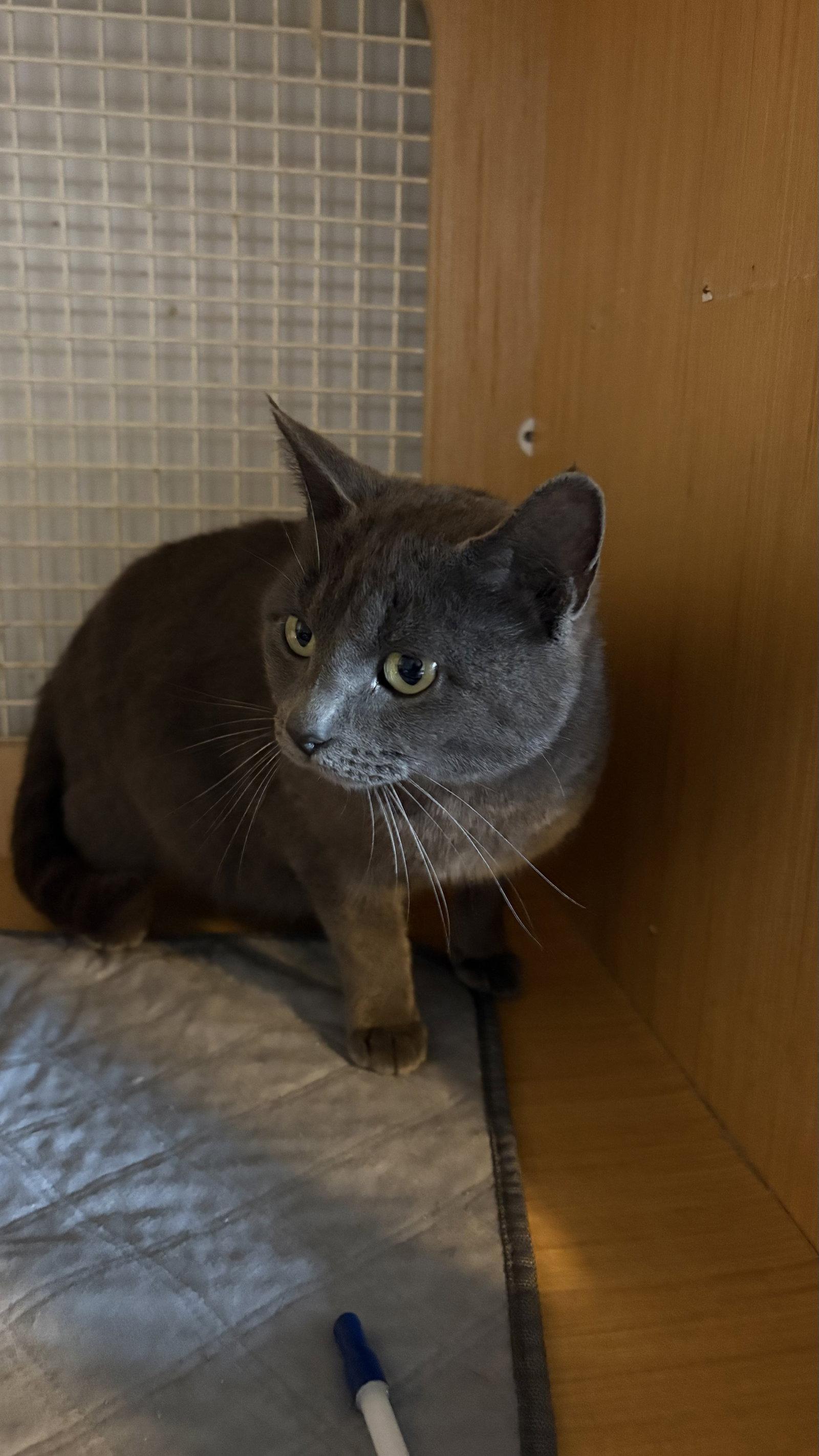 Enlarge Biscuit, a Adopted Russian Blue in White Bluff, TN image 1/1