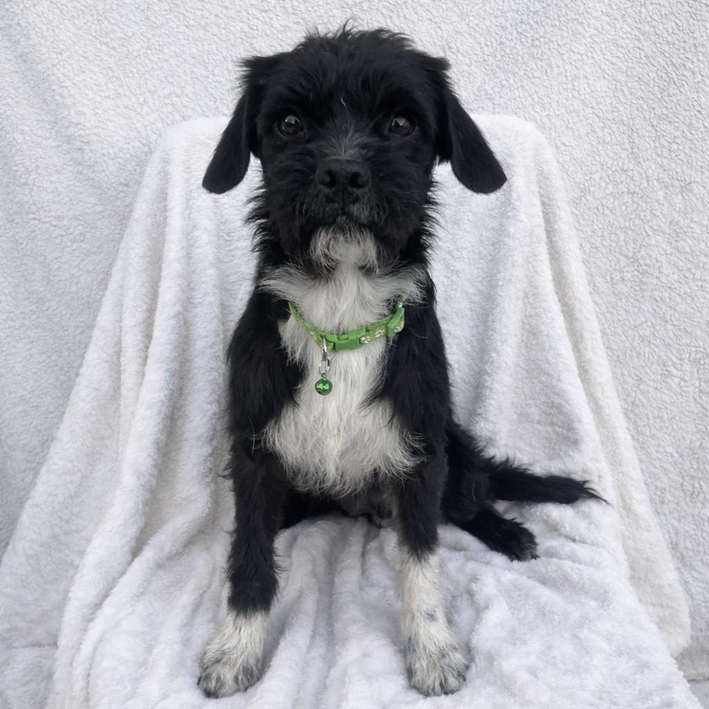 Teddy, Adoptable, Young Male Poodle & Pug.