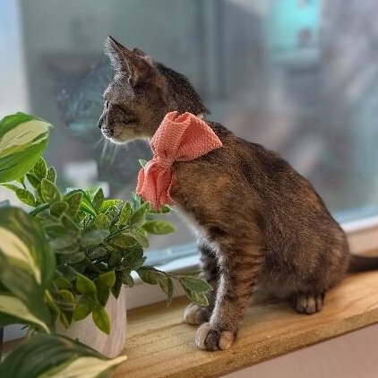 Bambi Boo — thumbnail 2