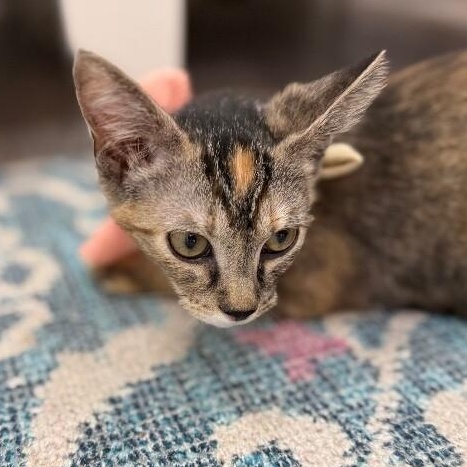 Bambi Boo — thumbnail 4