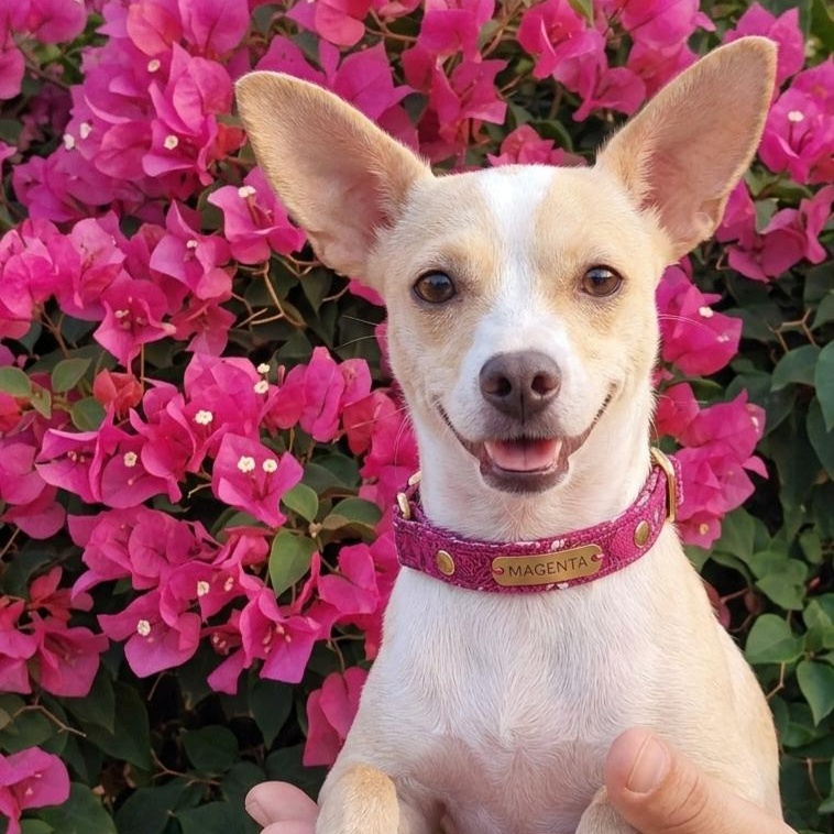 Magenta, ADOPTABLE, Young Female Chihuahua.