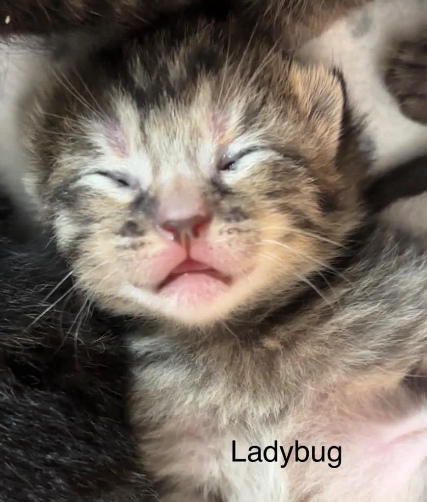 Ladybug, a Adoptable mixed breed in Johnson City, TN image 3/6
