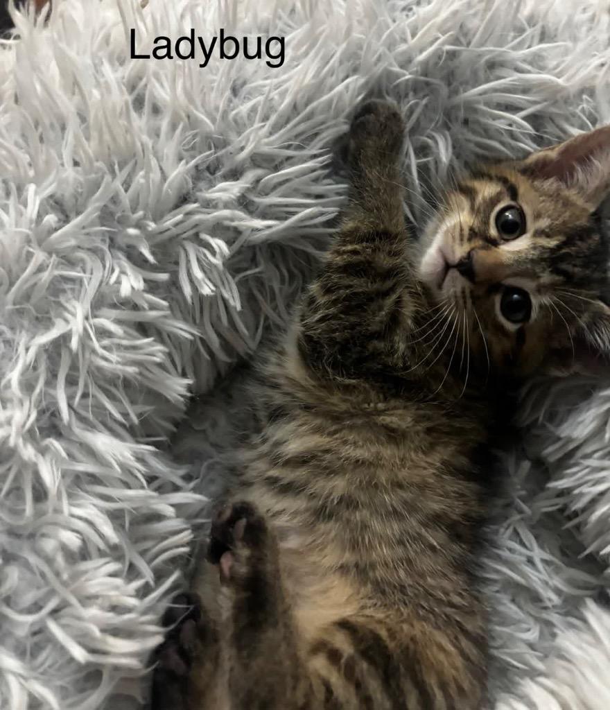 Ladybug, a Adoptable mixed breed in Johnson City, TN image 4/6