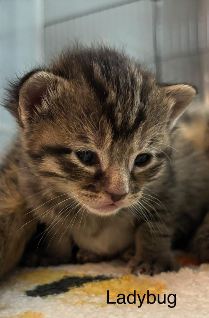 Ladybug, a Adoptable mixed breed in Johnson City, TN image 5/6