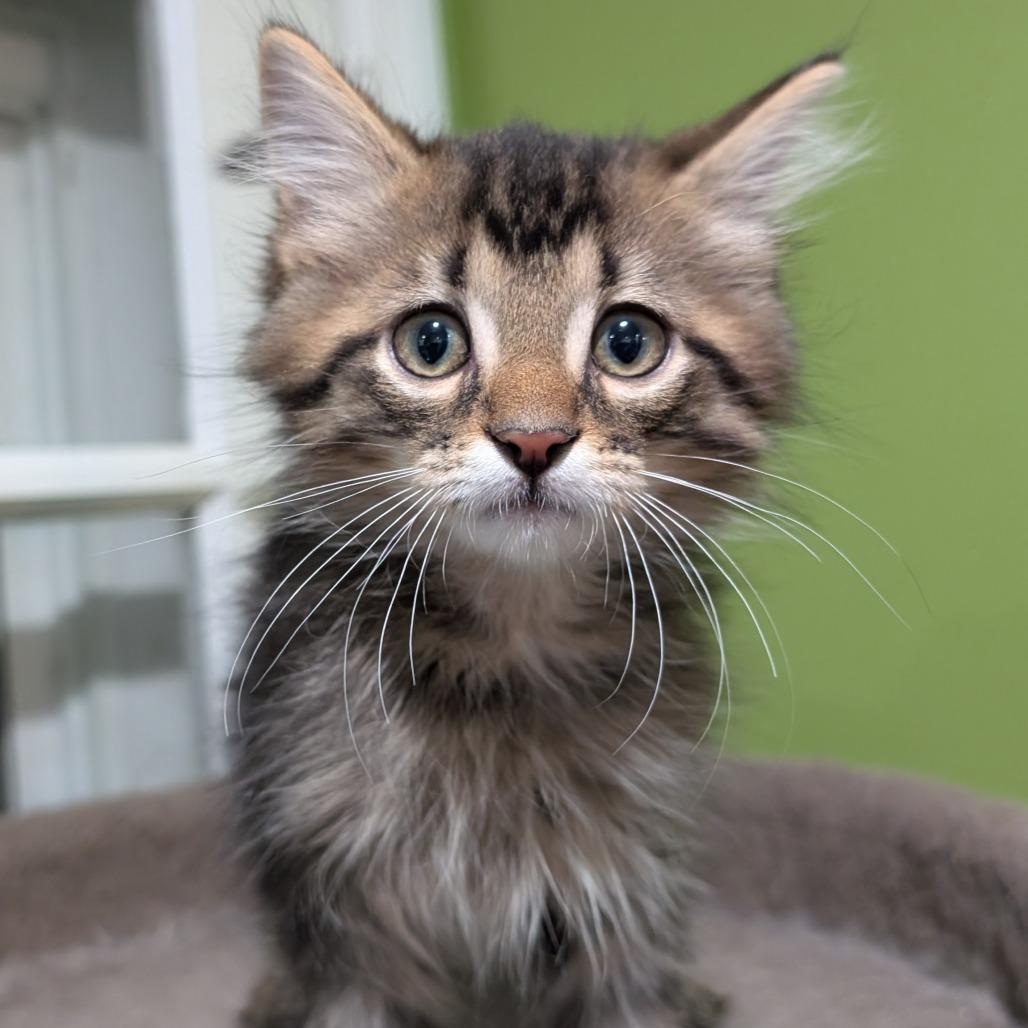 Enlarge Dash, a Adopted Domestic Long Hair in Lexington, KY image 1/4