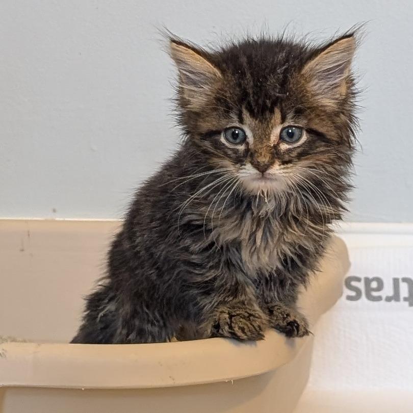 Enlarge Dash, a Adopted Domestic Long Hair in Lexington, KY image 2/4