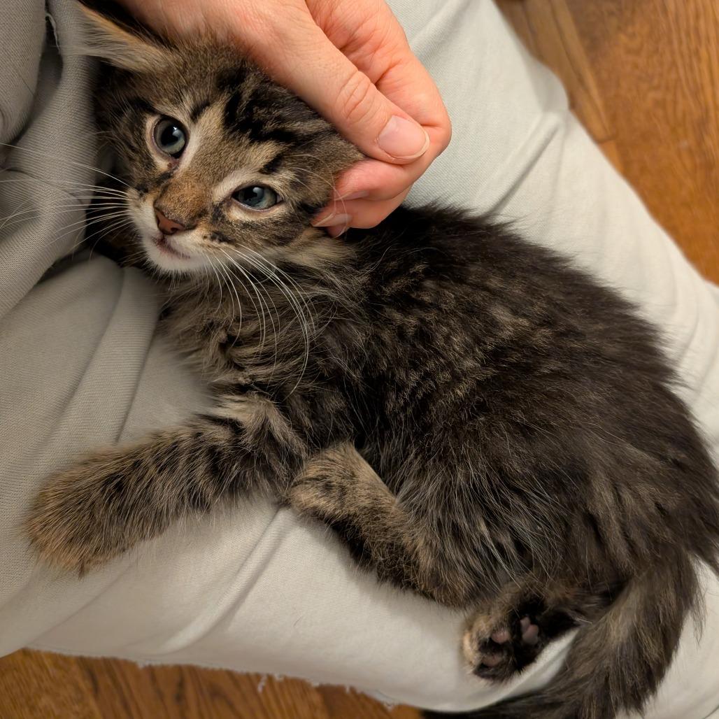 Enlarge Dash, a Adopted Domestic Long Hair in Lexington, KY image 3/4