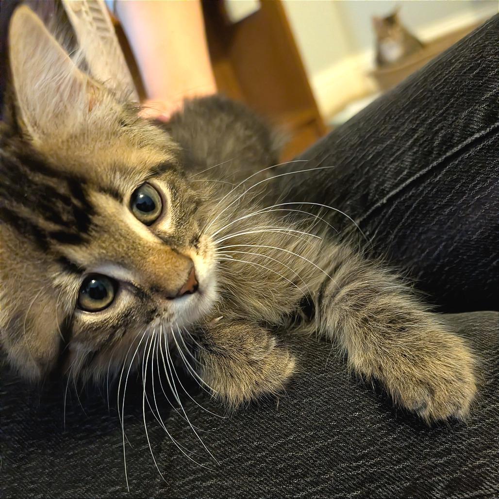 Enlarge Dash, a Adopted Domestic Long Hair in Lexington, KY image 4/4