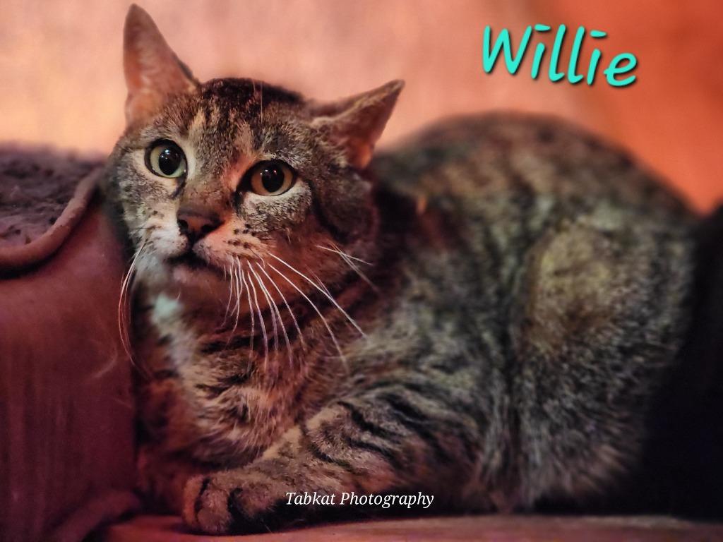 Willie, Adoptable, Adult Female Domestic Short Hair.