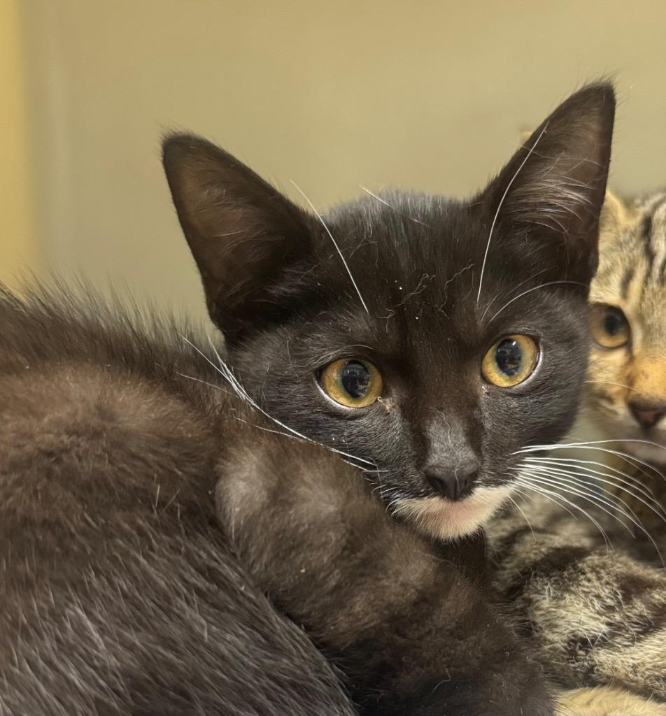 Boots, Adoptable, Kitten Male Domestic Short Hair.