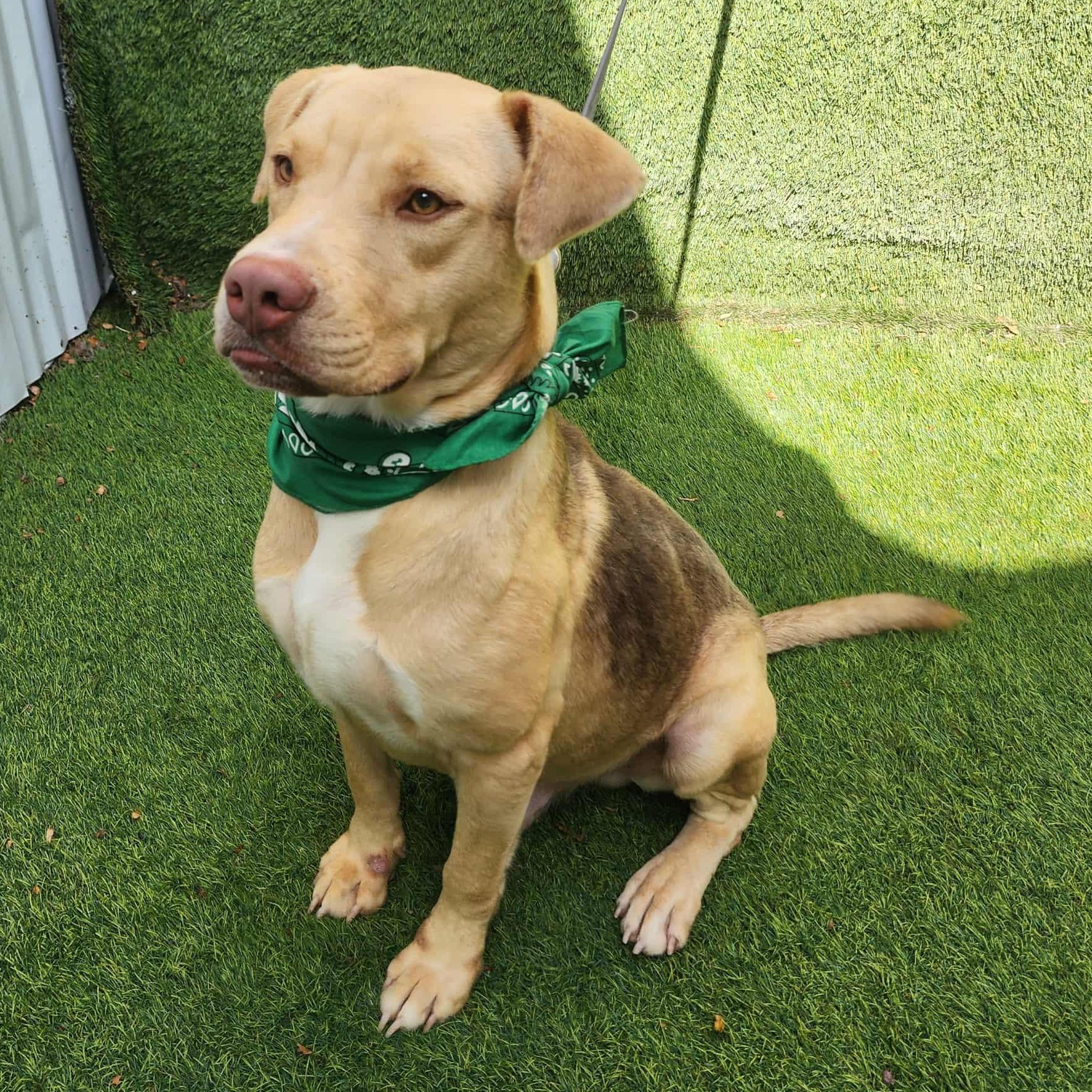 Iggy — thumbnail 2