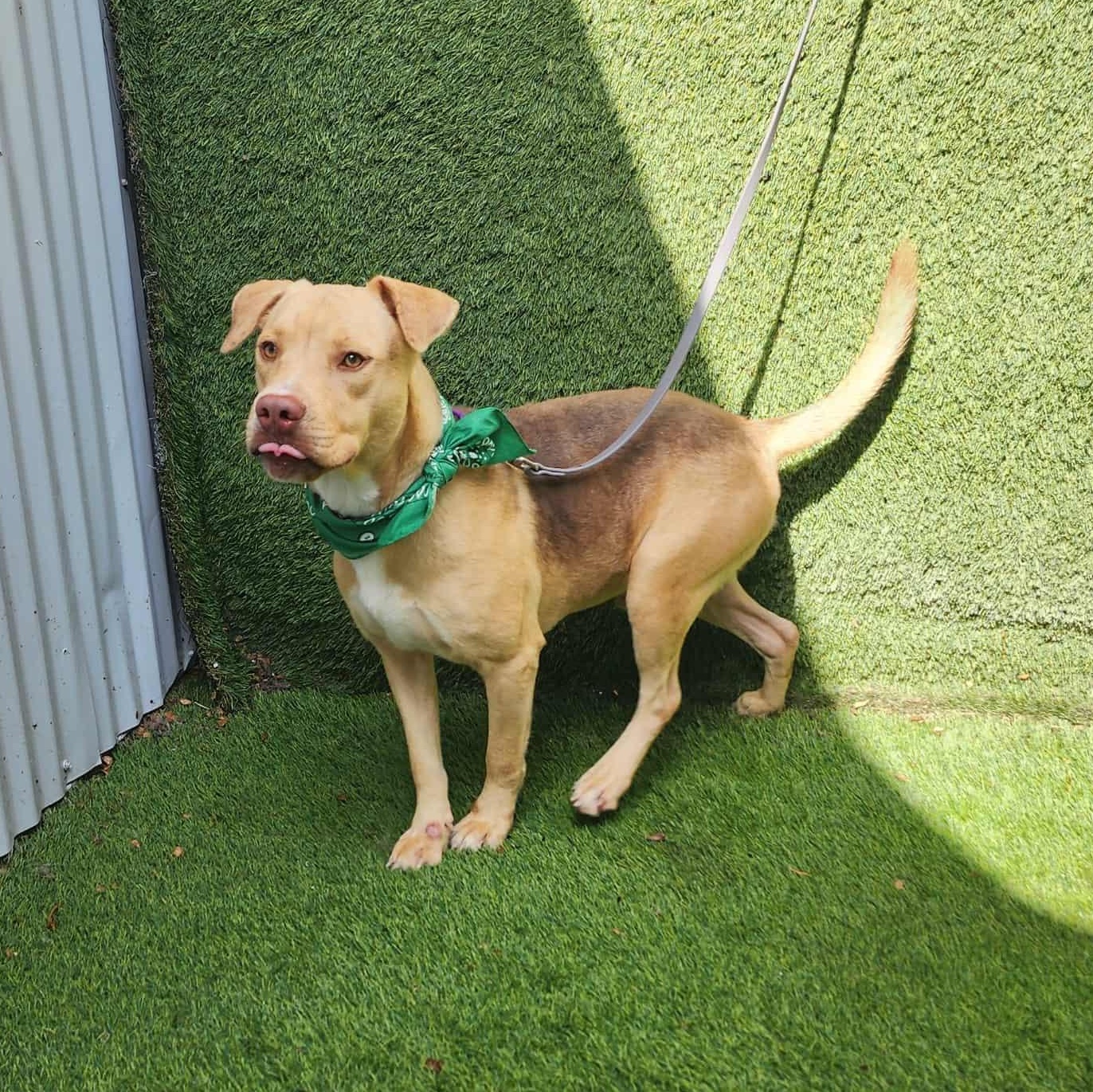 Iggy — thumbnail 6