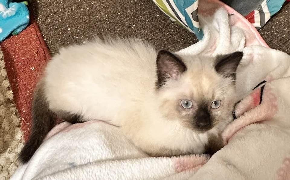 Enlarge BRODY, a Adopted Siamese in Powder Springs, GA image 1/3