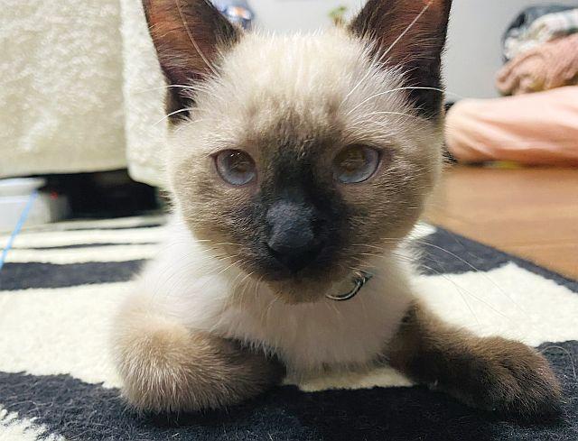 Enlarge BRODY, a Adopted Siamese in Powder Springs, GA image 2/3