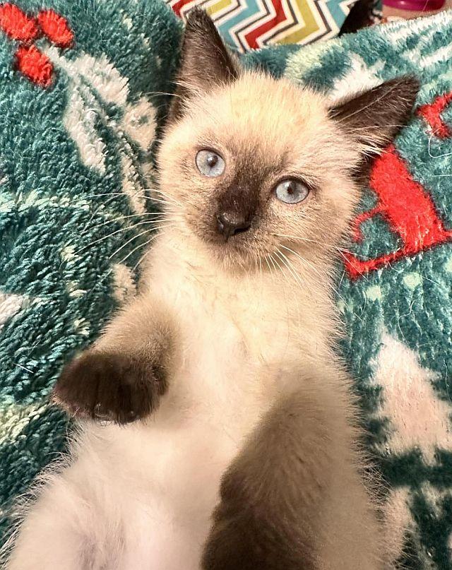 Enlarge BRODY, a Adopted Siamese in Powder Springs, GA image 3/3