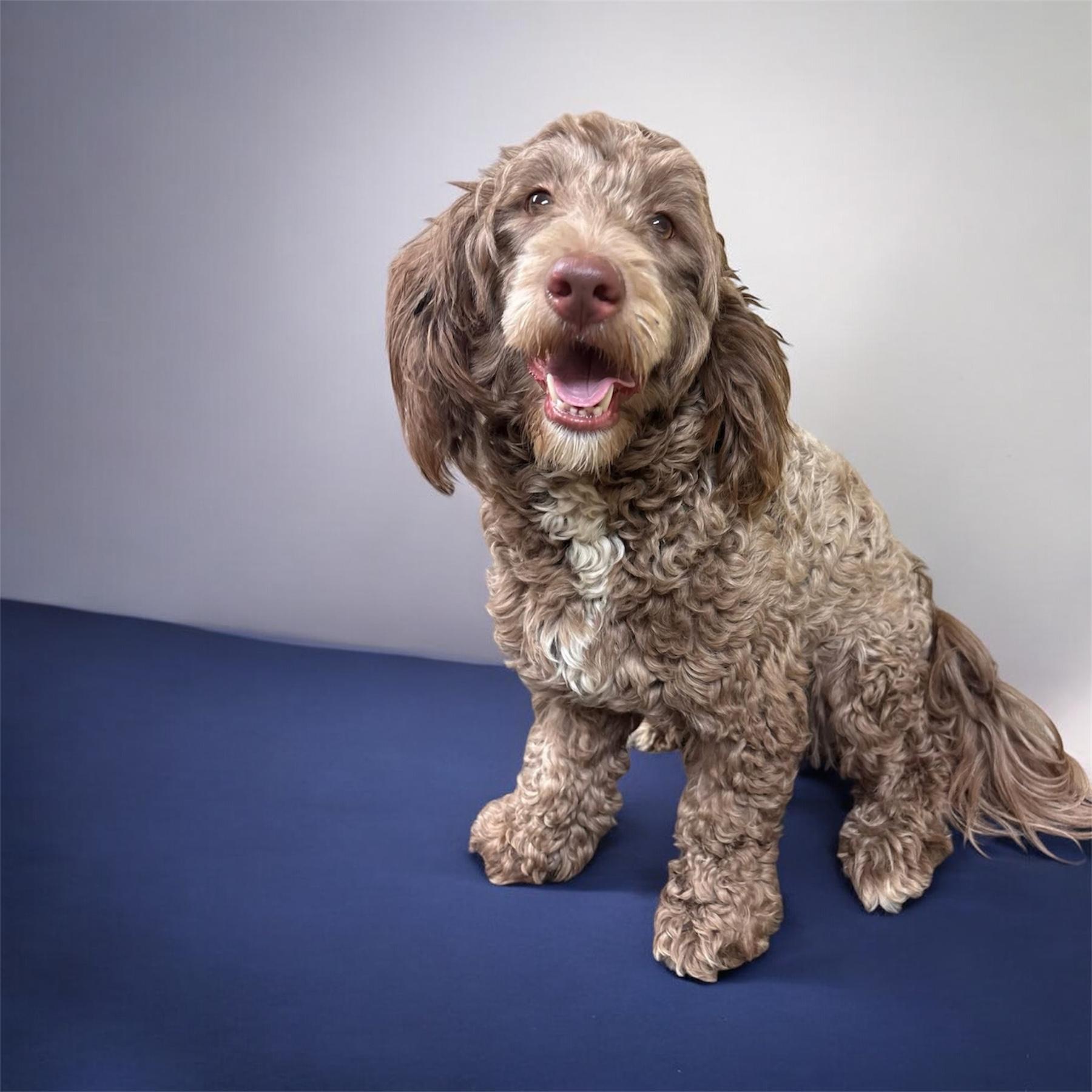 Bob, adopted, Young Male Poodle.