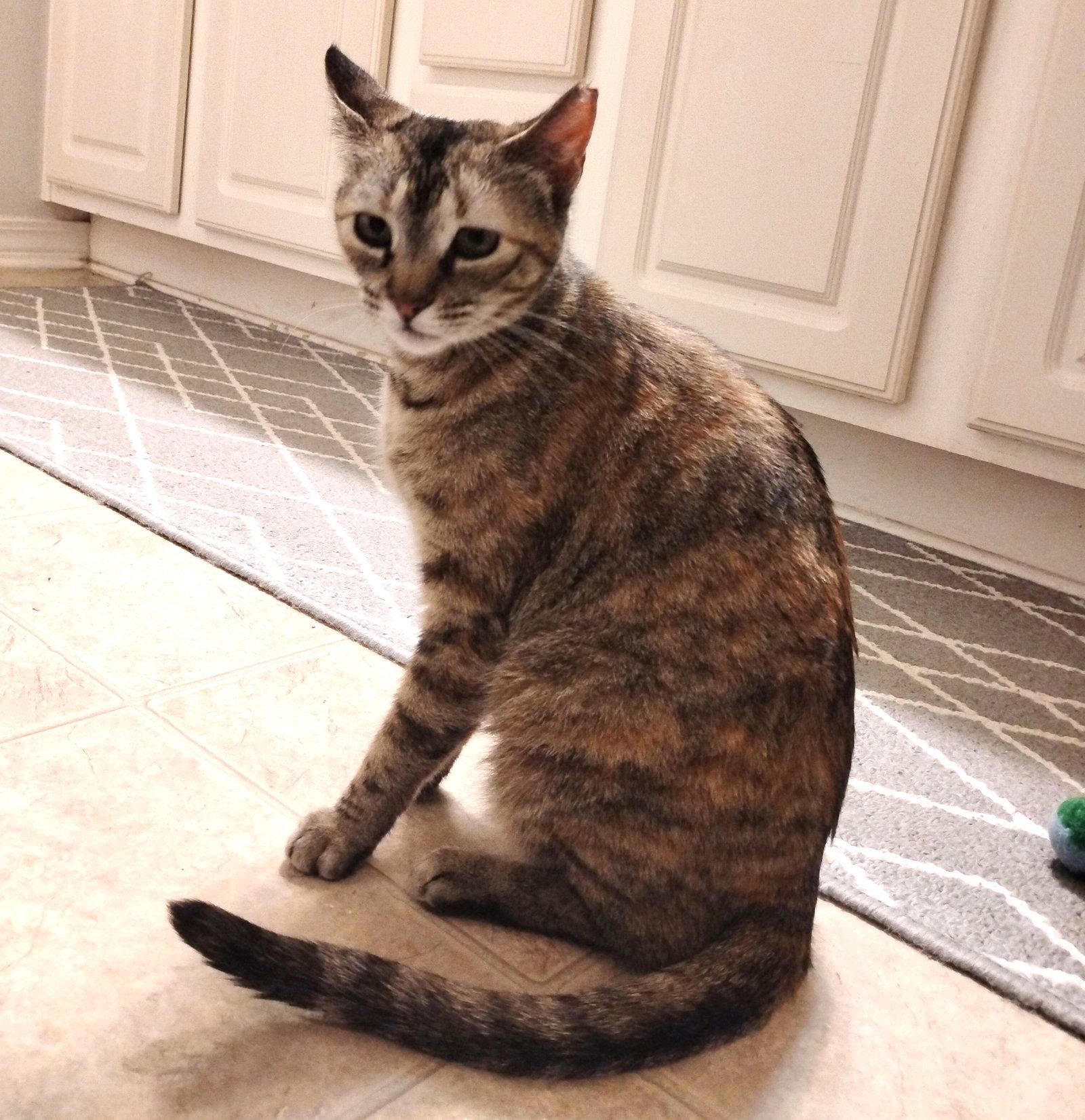 Mona, a Adoptable mixed breed in Magnolia Springs, AL image 2/3