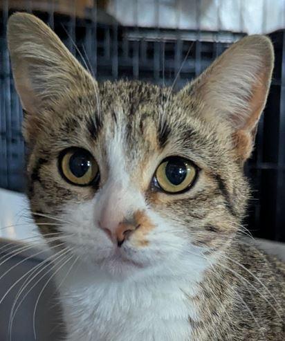 Glinda, Adult Female unknown