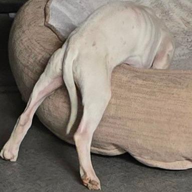 Alfie, Adoptable, Puppy Male American Staffordshire Terrier & Boxer.