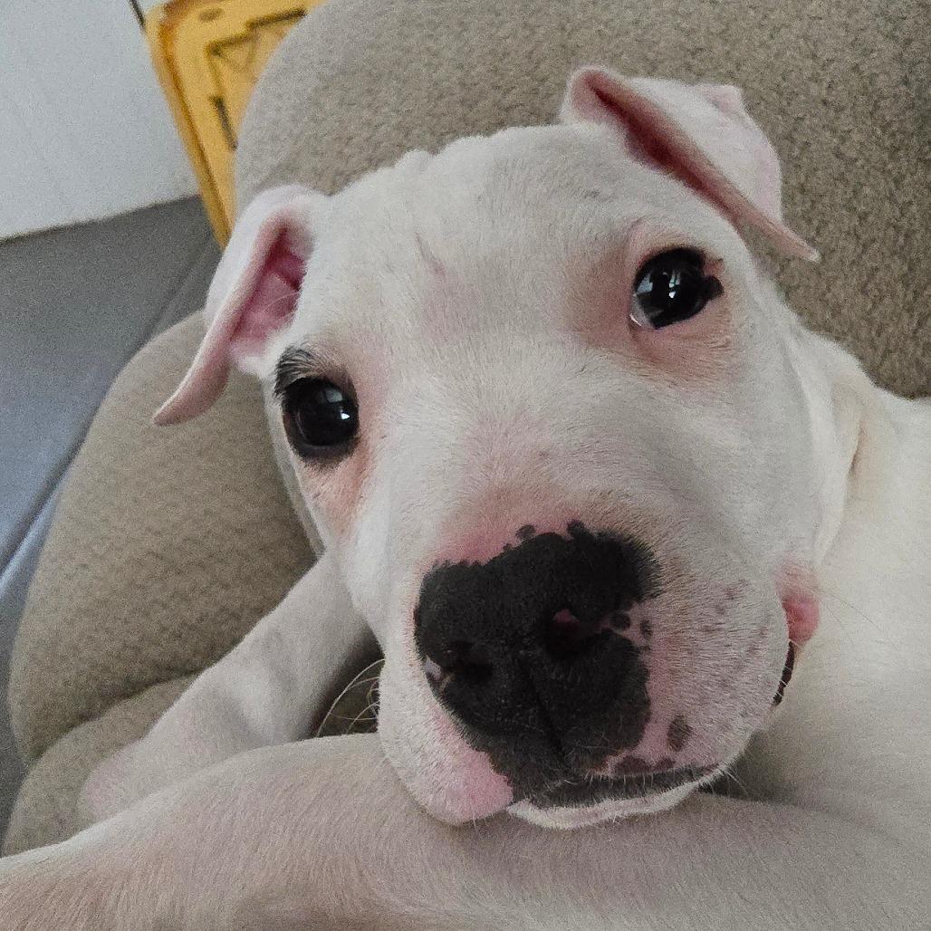 Enlarge Alfie, a Adoptable mixed breed in West Richland, WA image 2/3