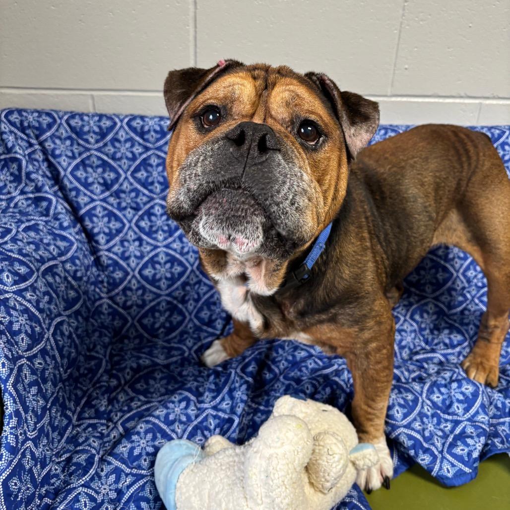 Rubble, Adoptable, Senior Male English Bulldog.