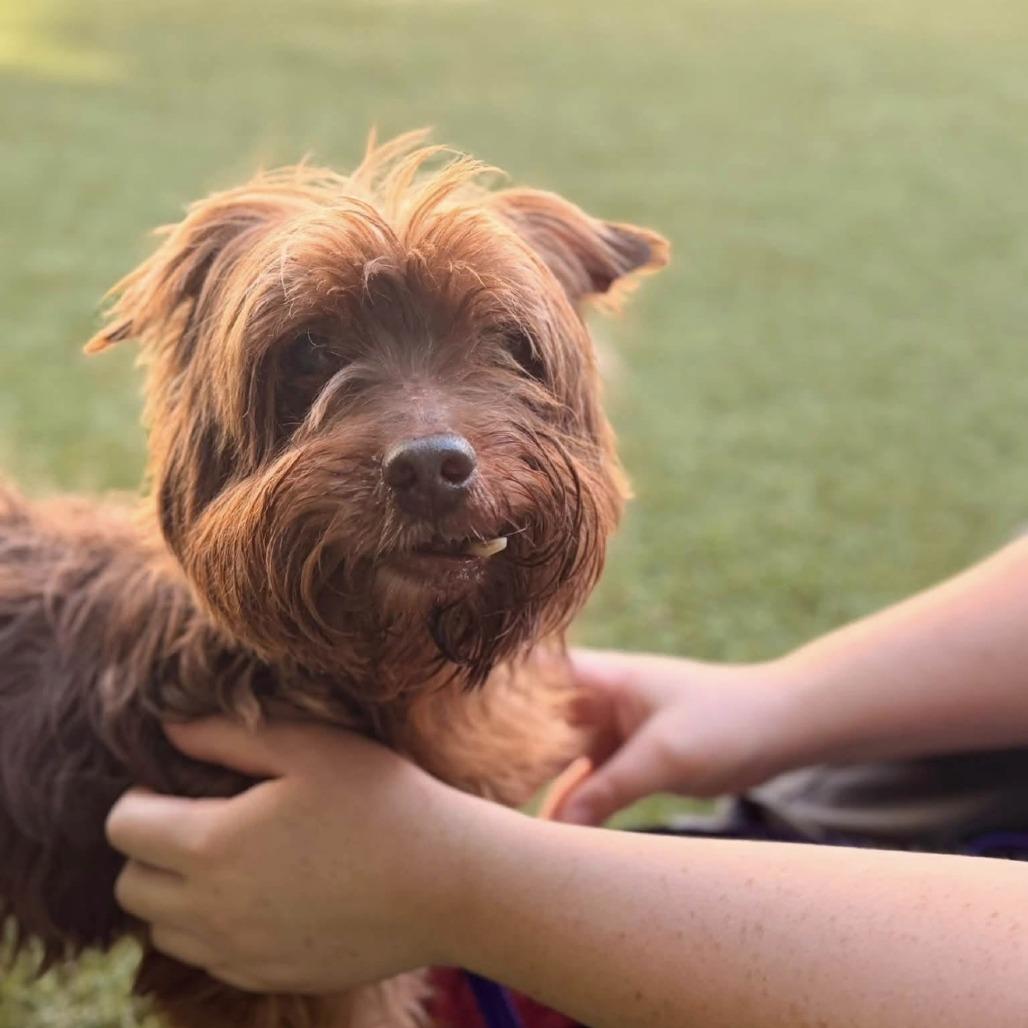 Enlarge Hugh Heff, a Adoptable Yorkshire Terrier in Hillsborough, NC image 1/6