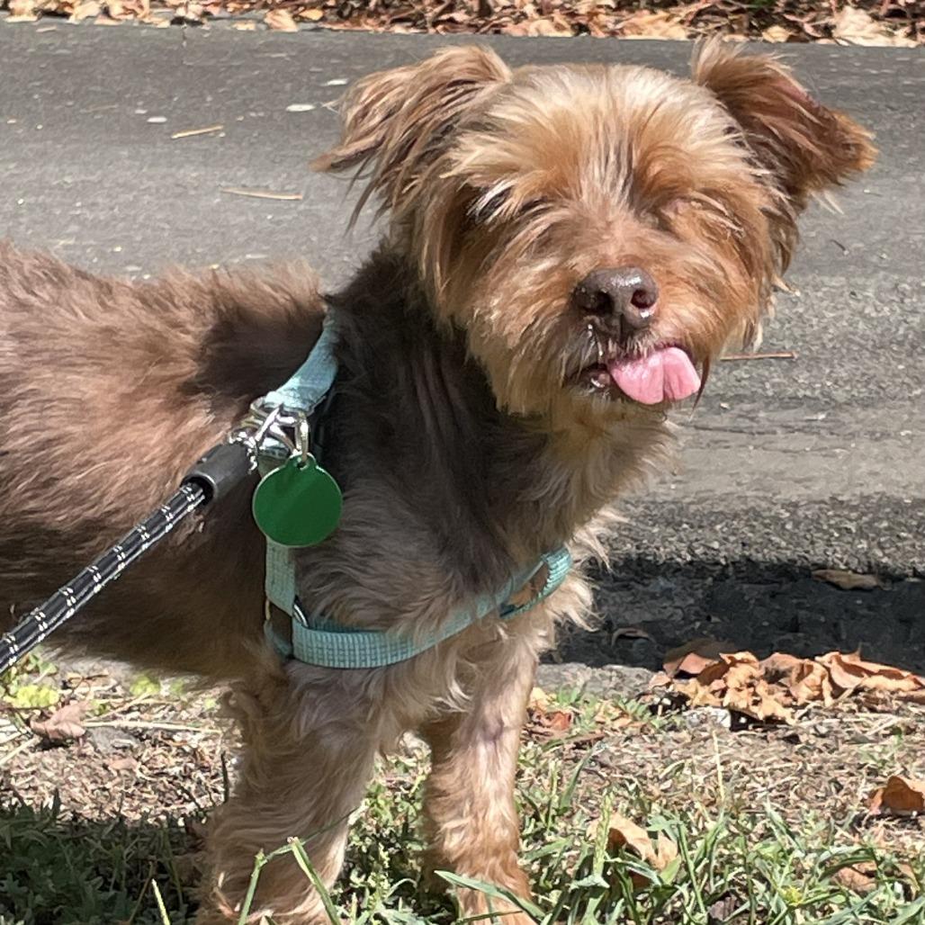 Enlarge Hugh Heff, a Adoptable Yorkshire Terrier in Hillsborough, NC image 2/6