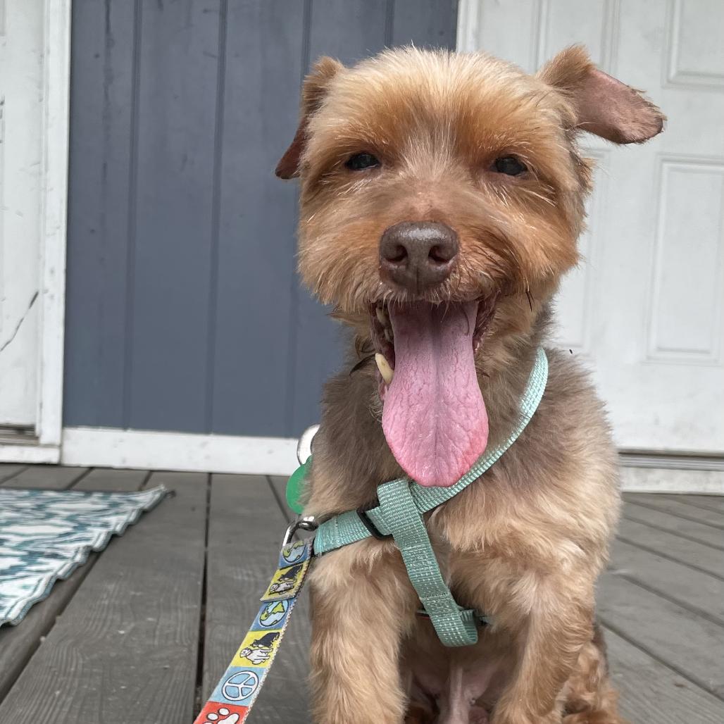 Enlarge Hugh Heff, a Adoptable Yorkshire Terrier in Hillsborough, NC image 3/6