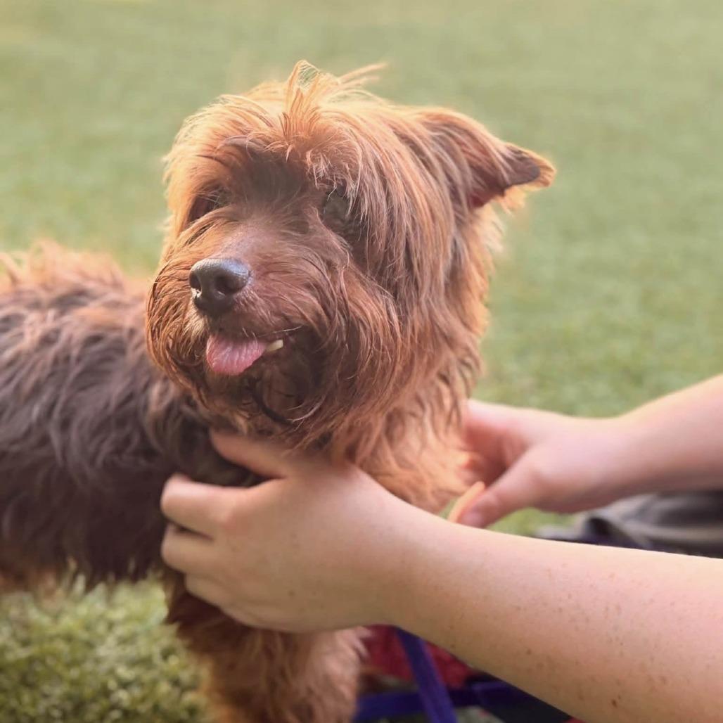 Enlarge Hugh Heff, a Adoptable Yorkshire Terrier in Hillsborough, NC image 4/6