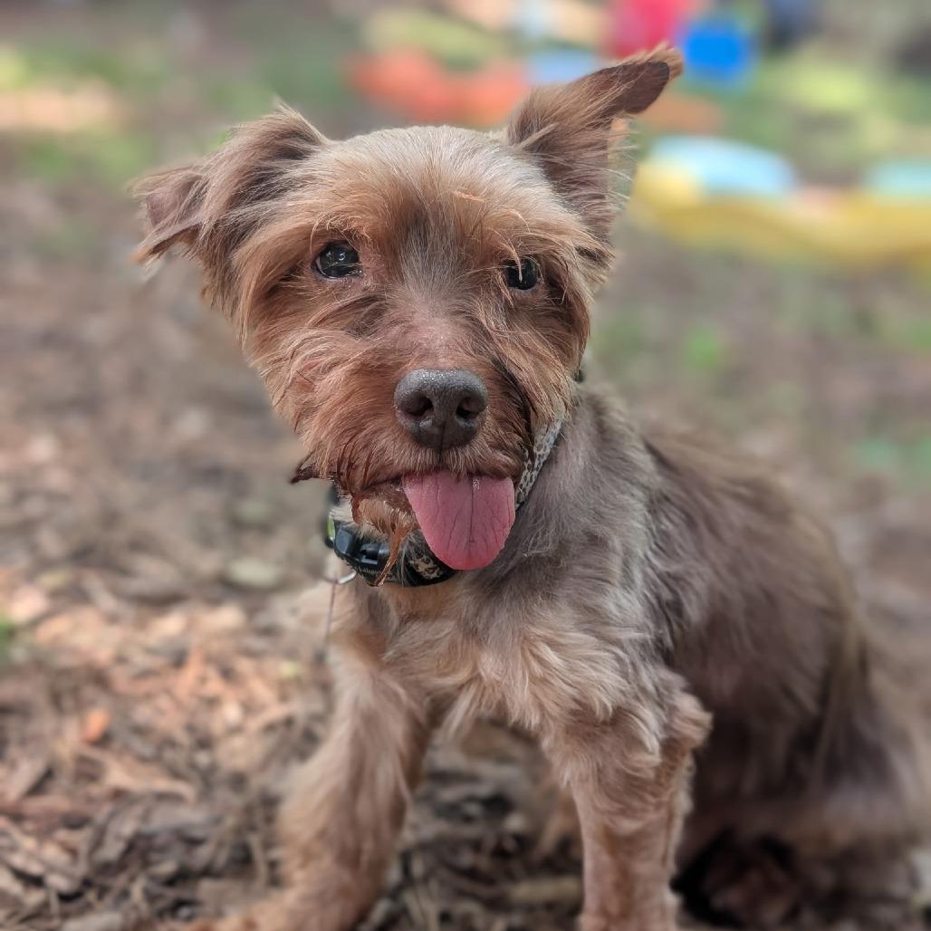 Enlarge Hugh Heff, a Adoptable Yorkshire Terrier in Hillsborough, NC image 5/6