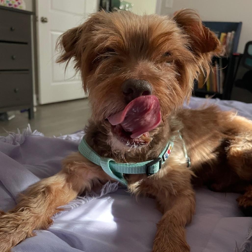 Enlarge Hugh Heff, a Adoptable Yorkshire Terrier in Hillsborough, NC image 6/6