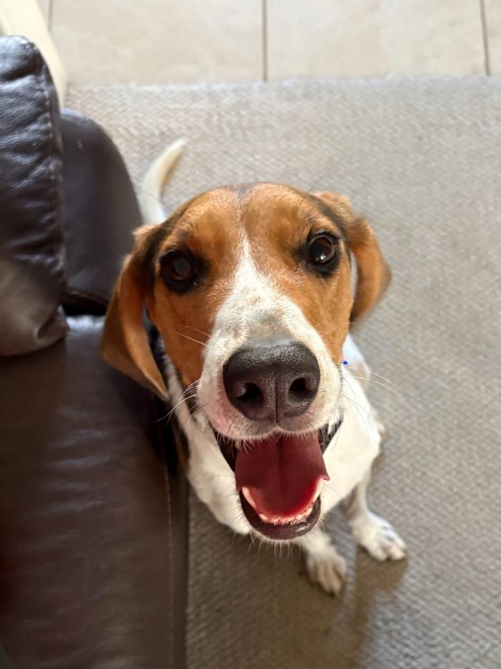 Enlarge Parker, a Adoptable Treeing Walker Coonhound in Hampton, VA image 2/6