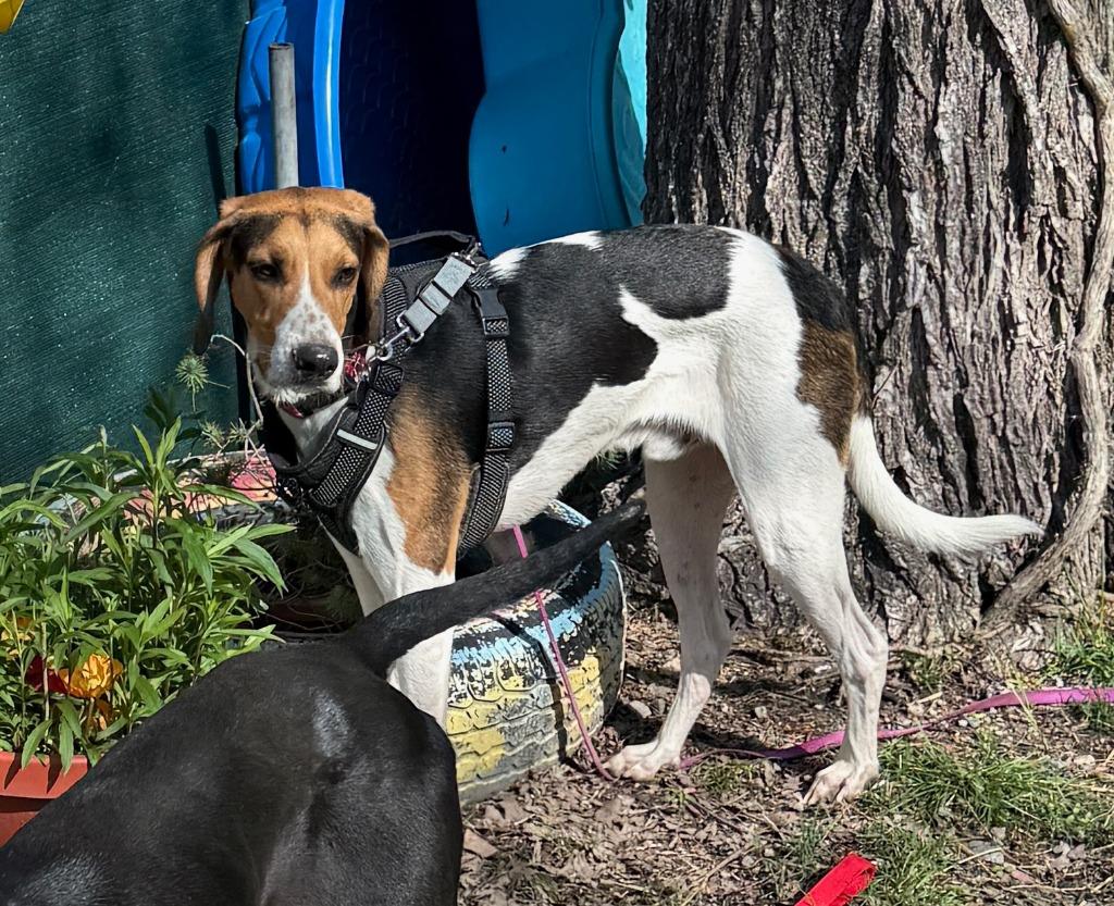 Enlarge Parker, a Adoptable Treeing Walker Coonhound in Hampton, VA image 3/6