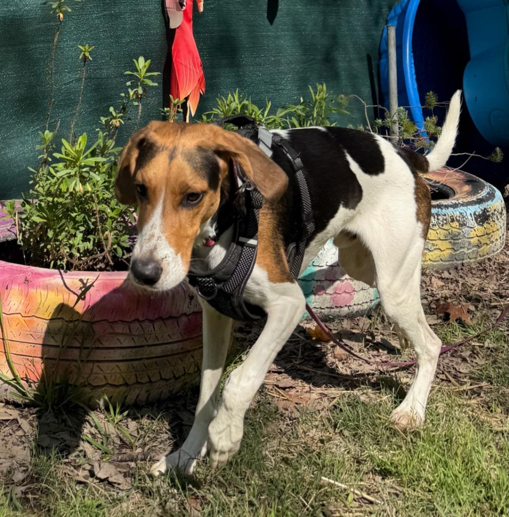 Parker, Adoptable, Adult Male Treeing Walker Coonhound.