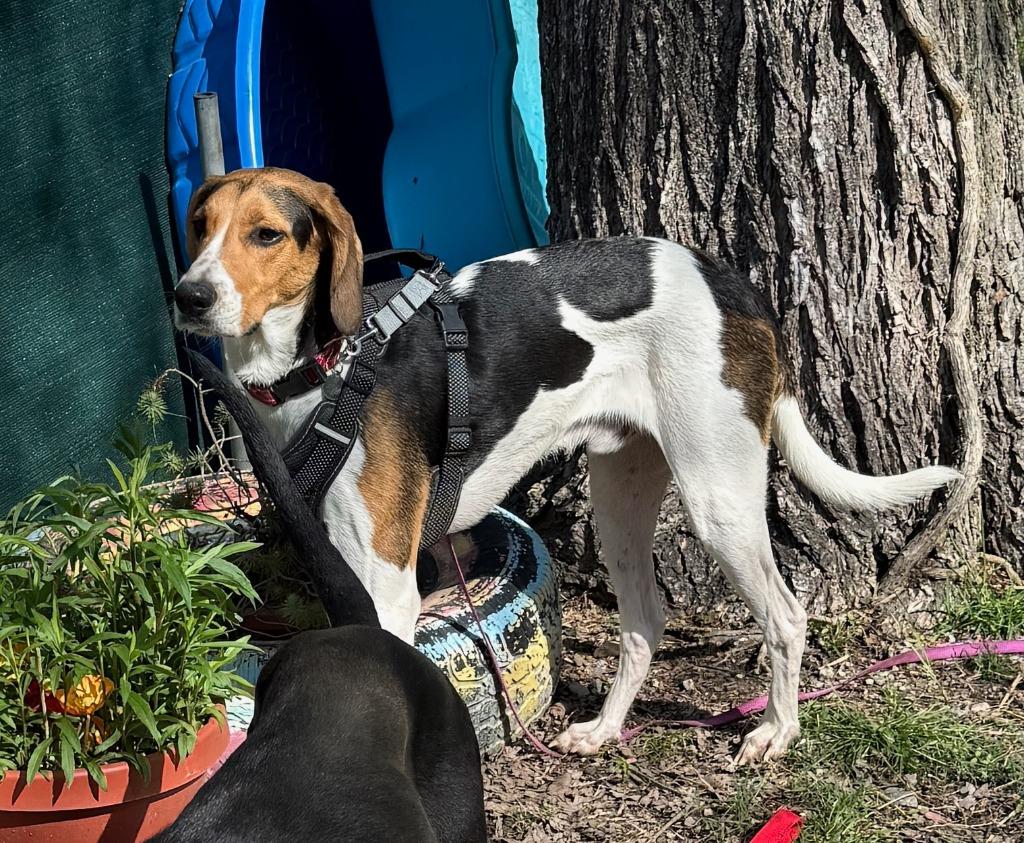 Parker, Adoptable, Adult Male Treeing Walker Coonhound.