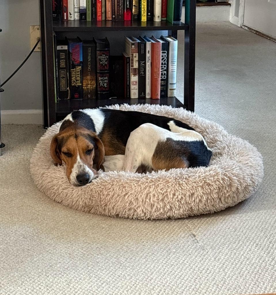 Enlarge Parker, a Adoptable Treeing Walker Coonhound image 3/5