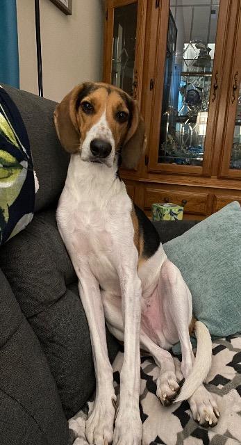 Enlarge Parker, a Adoptable Treeing Walker Coonhound image 4/5