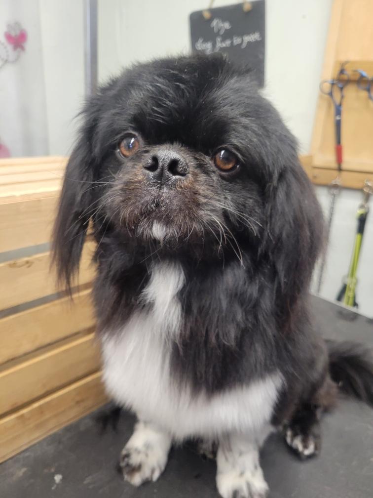 Kusco, adopted, Young Male Pekingese.