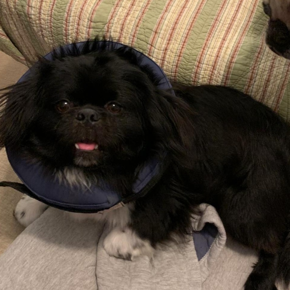 Enlarge Kusco, an adopted Pekingese in Dallas, TX image 2/4