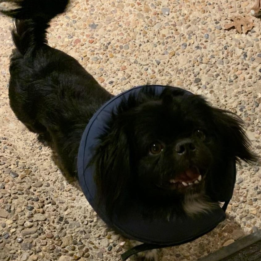 Enlarge Kusco, an adopted Pekingese in Dallas, TX image 3/4