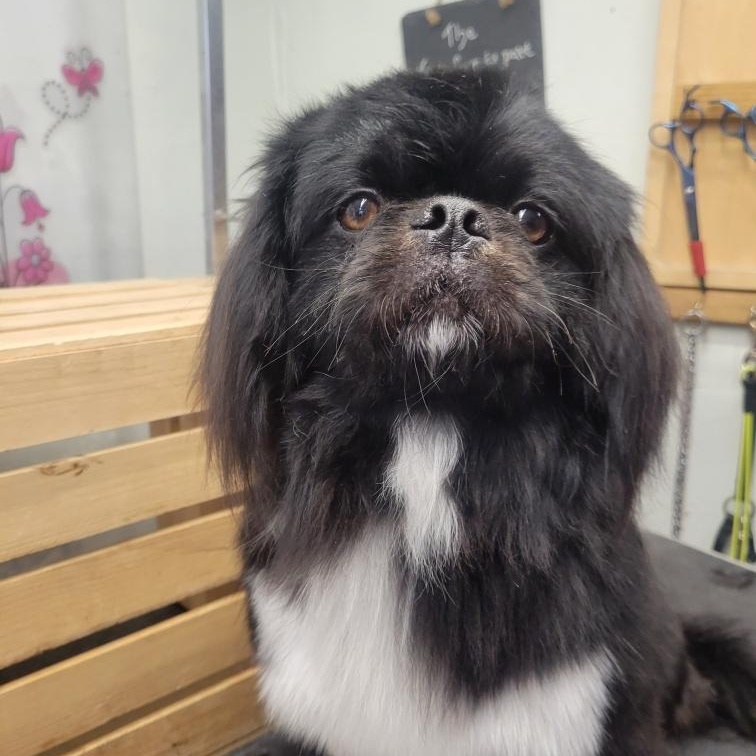 Enlarge Kusco, an adopted Pekingese in Dallas, TX image 4/4