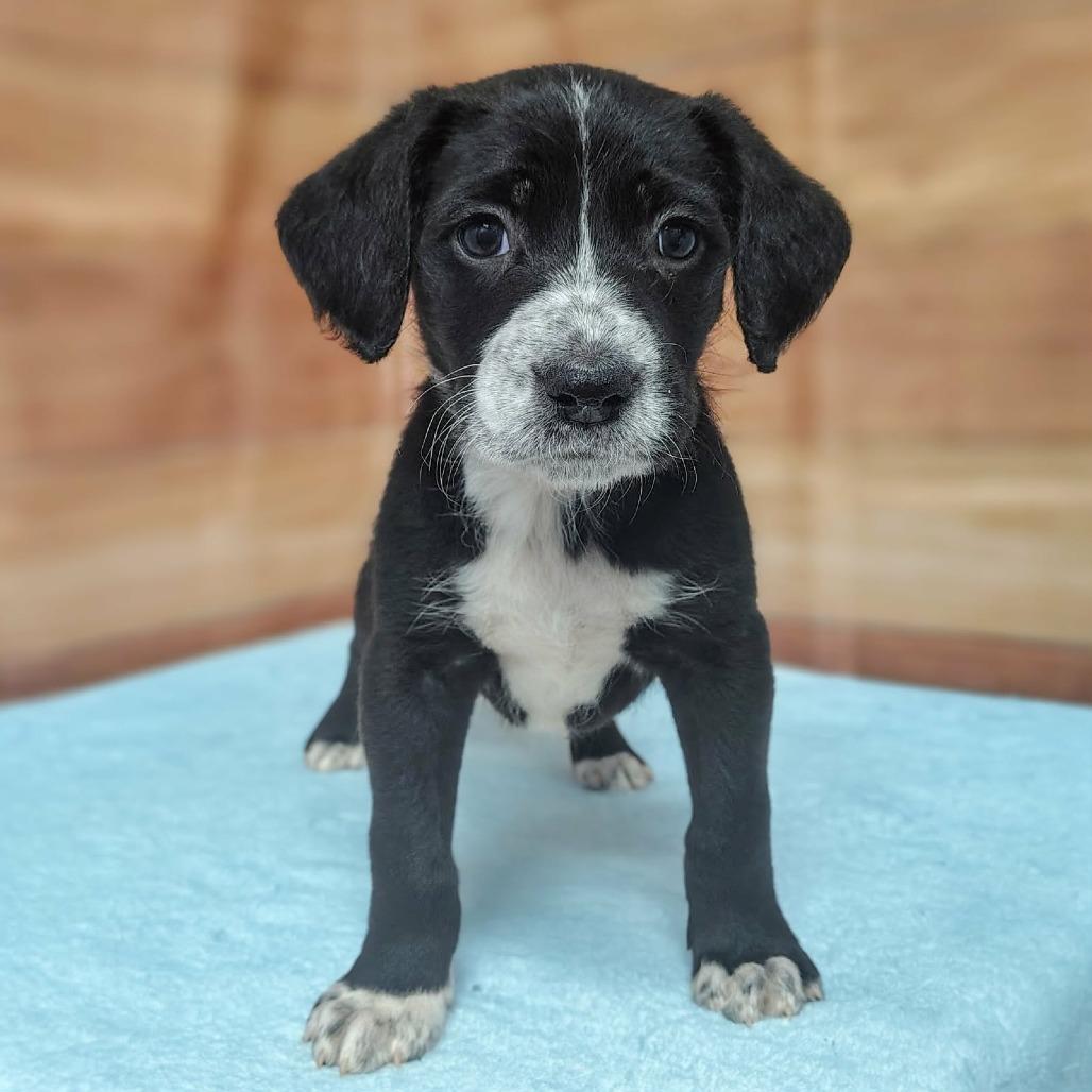 Enlarge Santino, a Adoptable mixed breed in Griswold, CT image 1/2