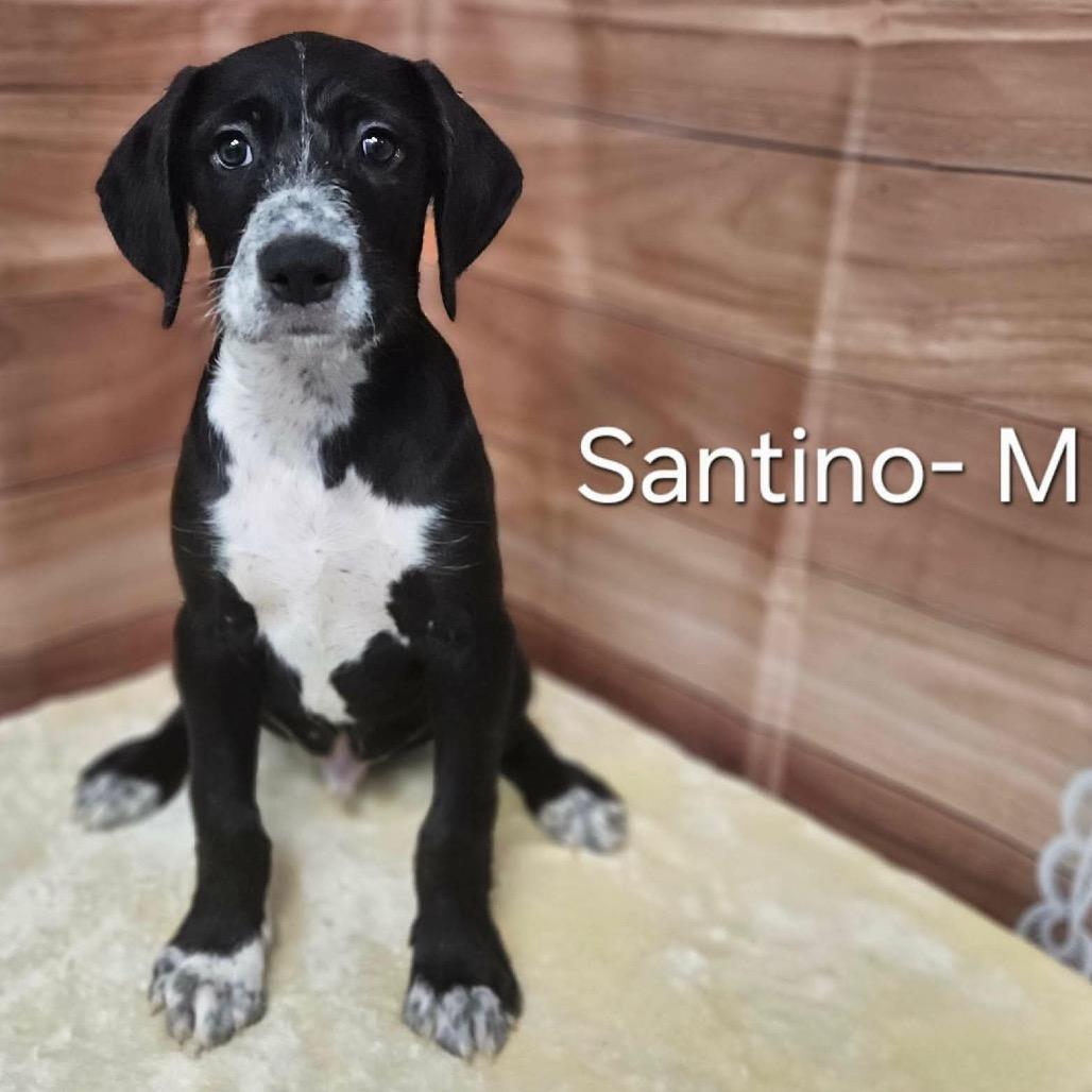 Enlarge Santino, a Adoptable mixed breed in Griswold, CT image 2/2