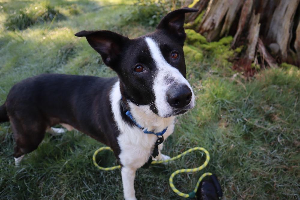 Boogie, Adoptable, Adult Male Labrador Retriever & Cattle Dog.