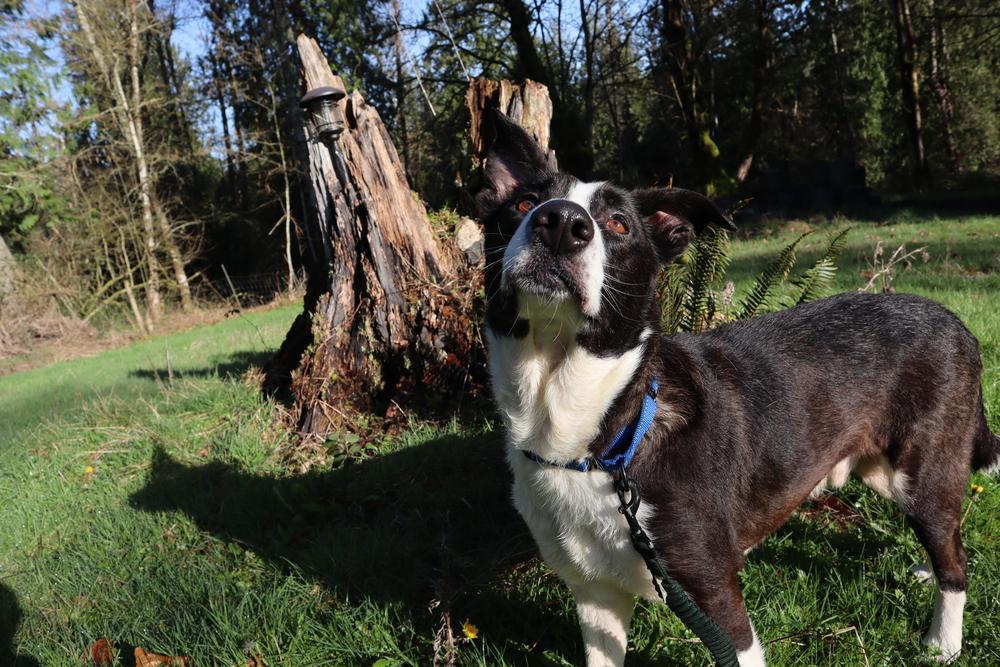 Enlarge Boogie, a Adoptable mixed breed in Gig Harbor, WA image 2/6