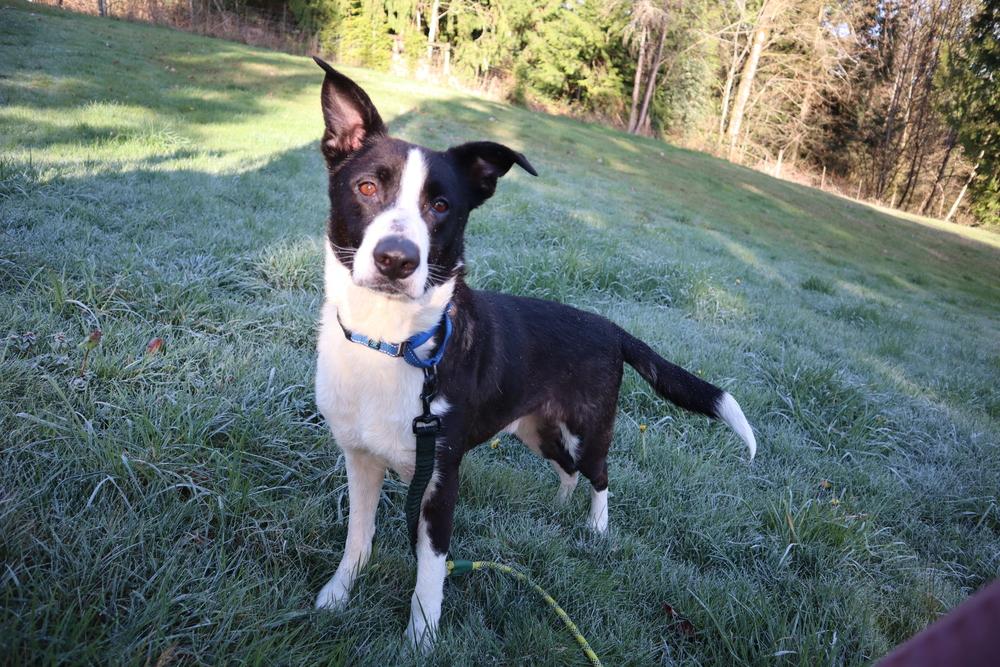 Enlarge Boogie, a Adoptable mixed breed in Gig Harbor, WA image 5/6