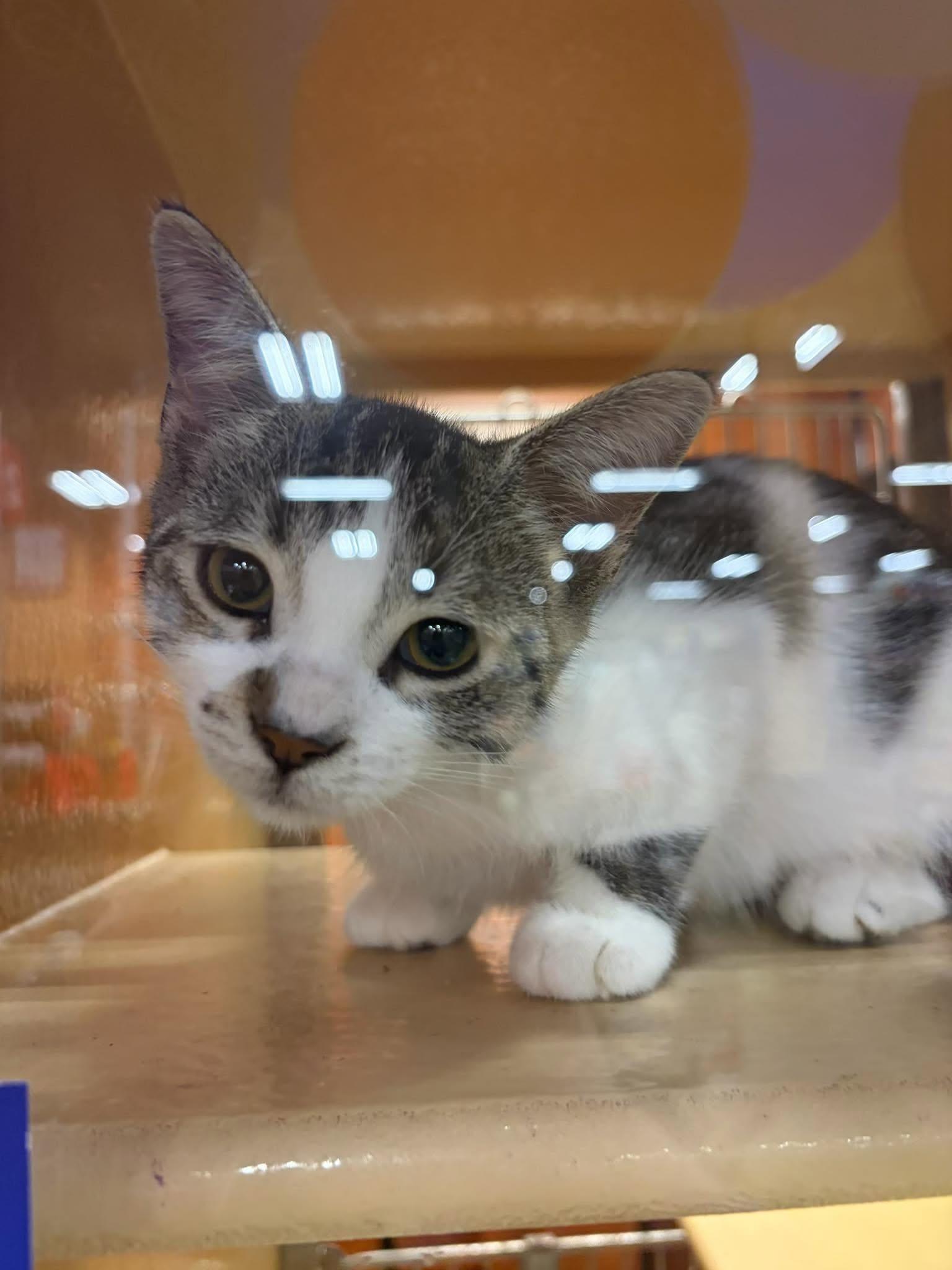 Enlarge MATCHA (bonded with TOOPY), a Adopted Domestic Short Hair in Tillsonburg, ON image 2/2