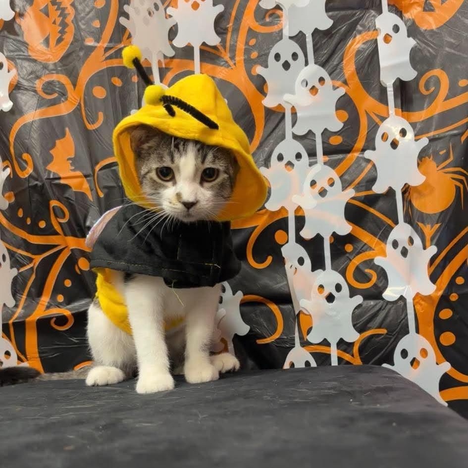 Enlarge MATCHA (bonded with TOOPY), a Adopted Domestic Short Hair in Tillsonburg, ON image 1/2